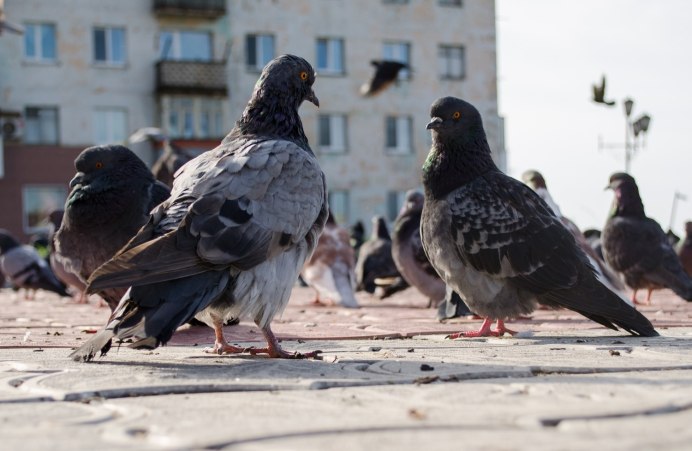 Голуби в городе