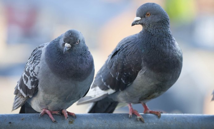 Городской голубь