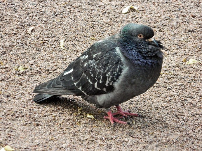 Серый голубь