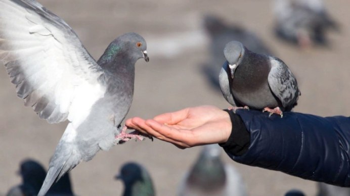 Свои члены голубки с белыми носками