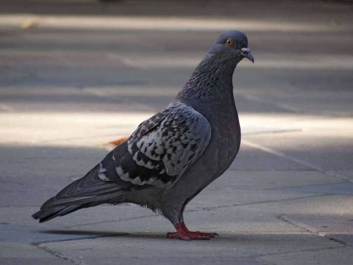 Венценосный голубь птенец