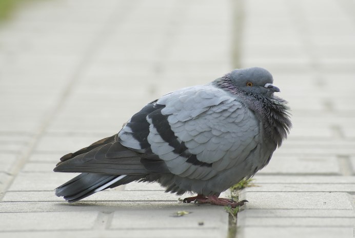 Голубь городской обыкновенный