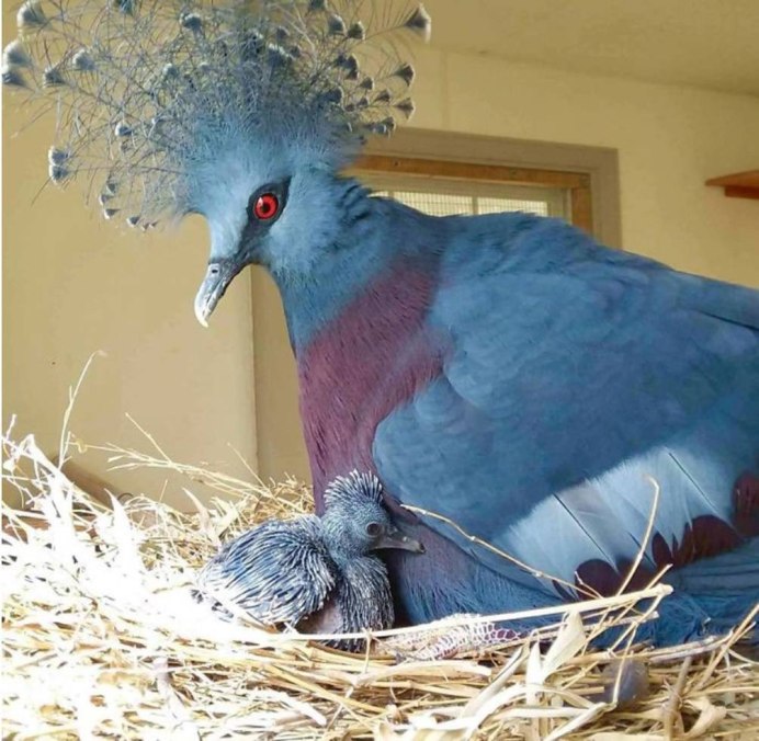 Иностранные голуби