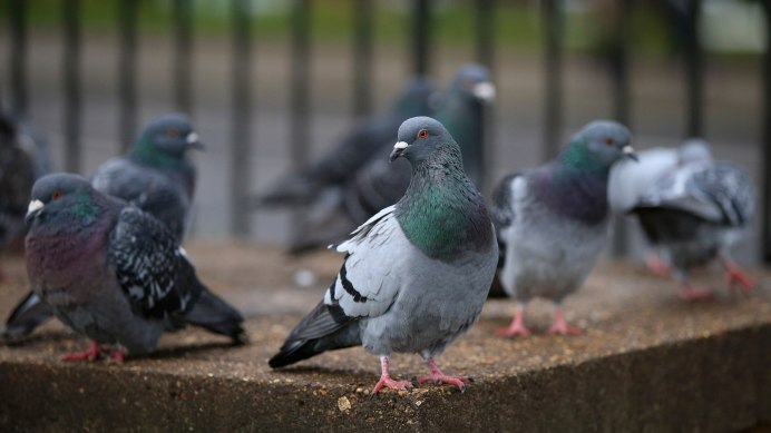 Крапчатый голубь