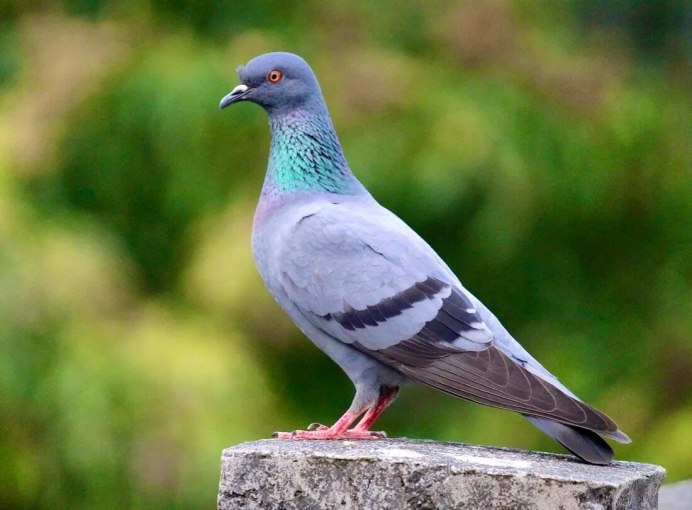 Птичка Горлица