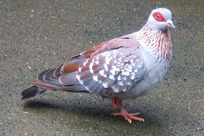 Серый голубь