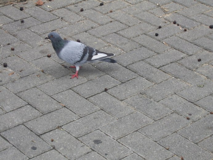 Голубь в руках