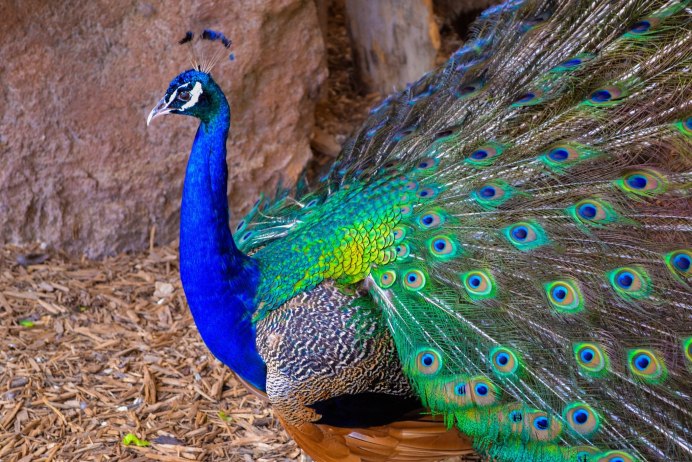 Павлины самка Peacock