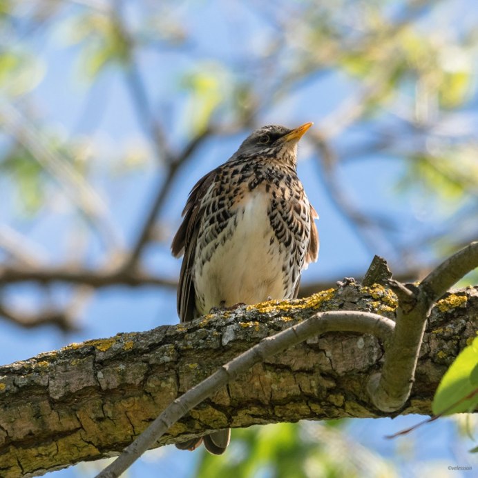Дрозд-рябинник (turdus pilaris)