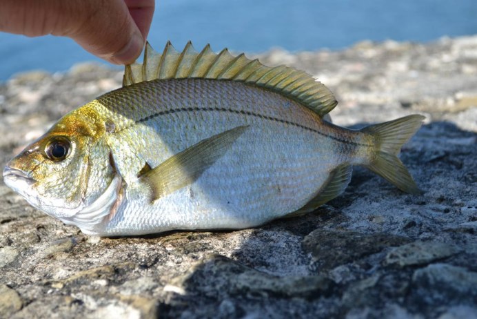 Рыба ласкирь черное море