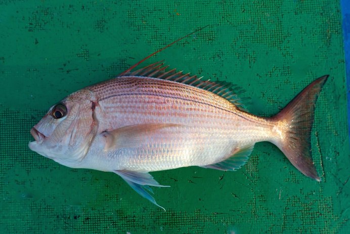 Diplodus annularis