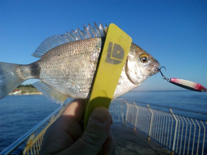 Ласкирь морской карась