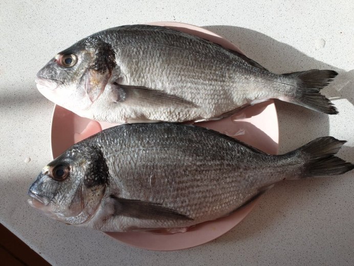 Морской карась дорадо