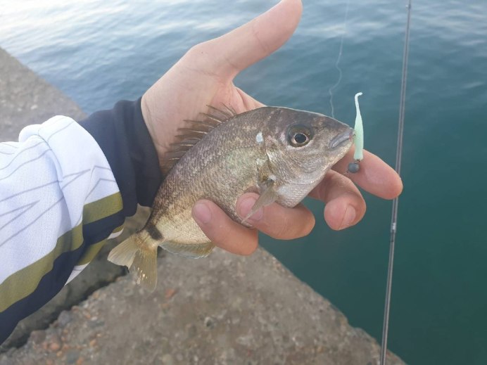 Ласкирь морской карась