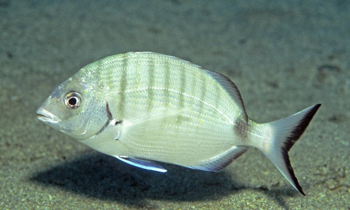 Sheepshead рыба