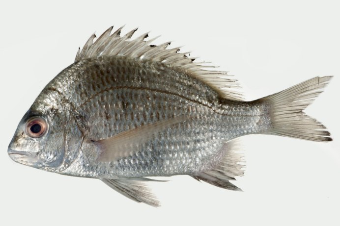 Diplodus vulgaris