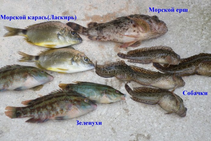 Приманки для ласкиря