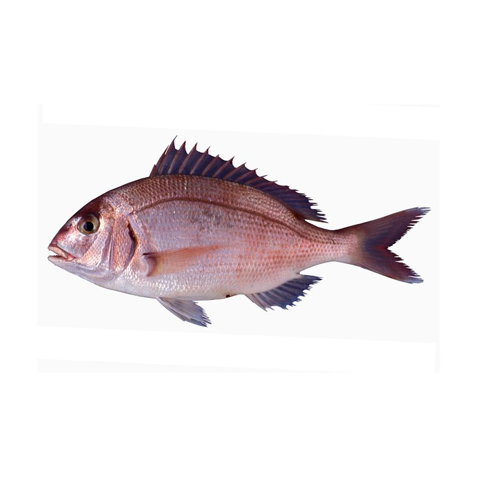 Diplodus cervinus
