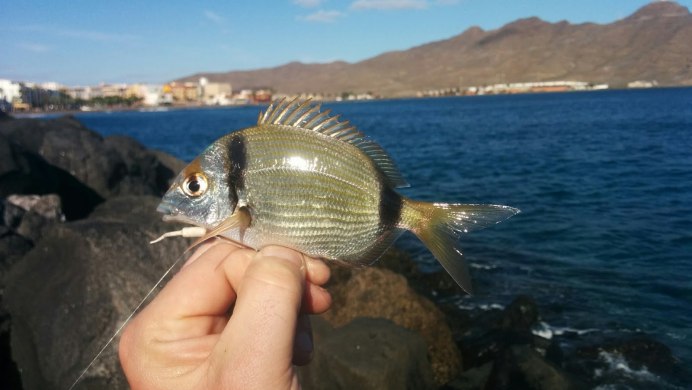 Морские караси, обитающие в Черном море