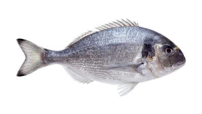Морской карась дорадо