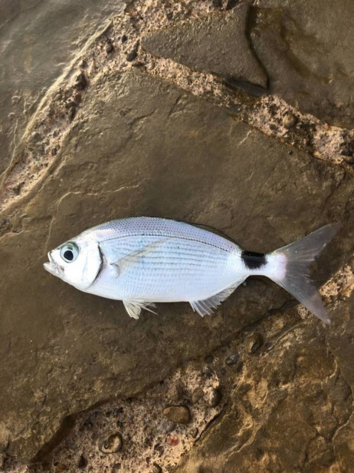 Морской карась дорадо