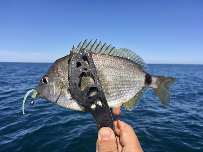 Морской карась Зубан