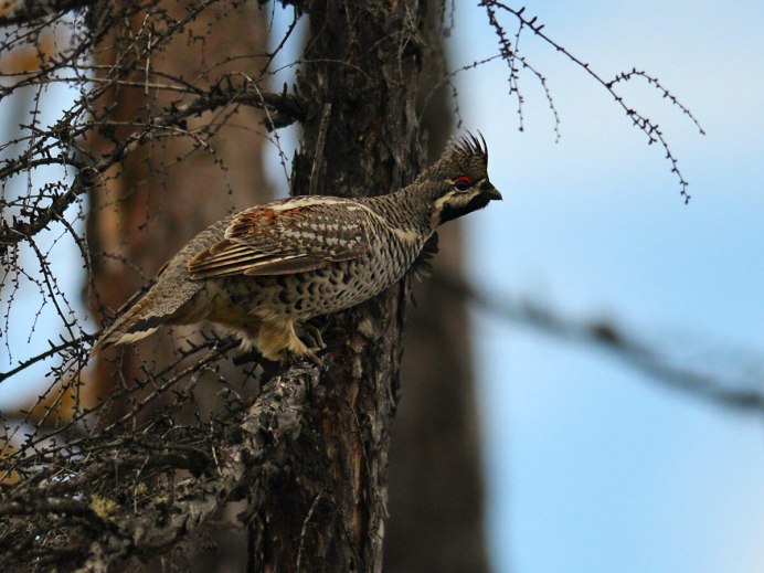 Рябчик Tetrastes bonasia