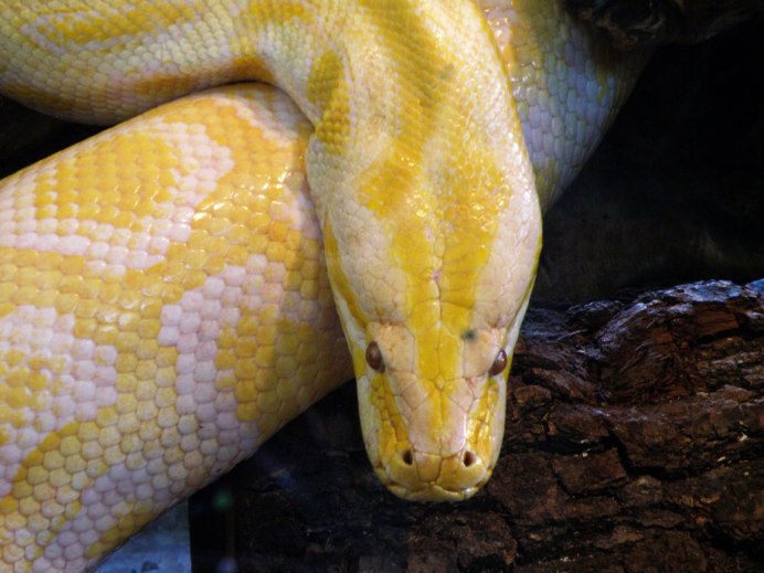 Python желтый питон