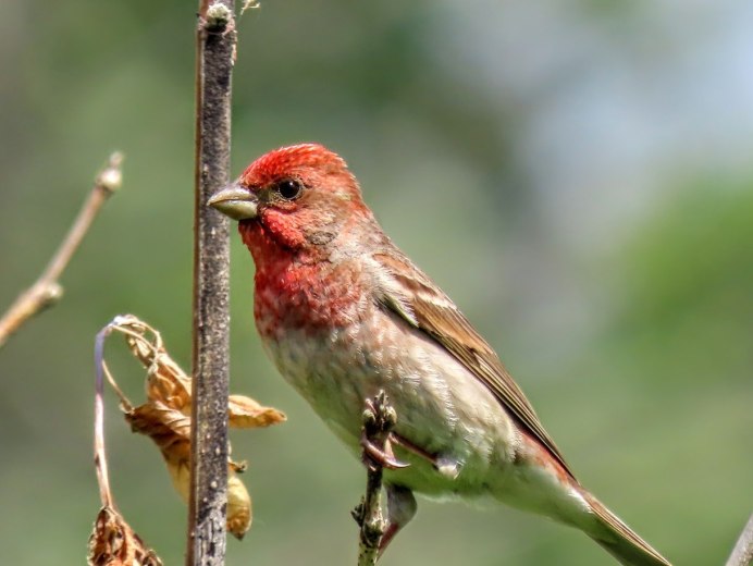 Бордовая птица