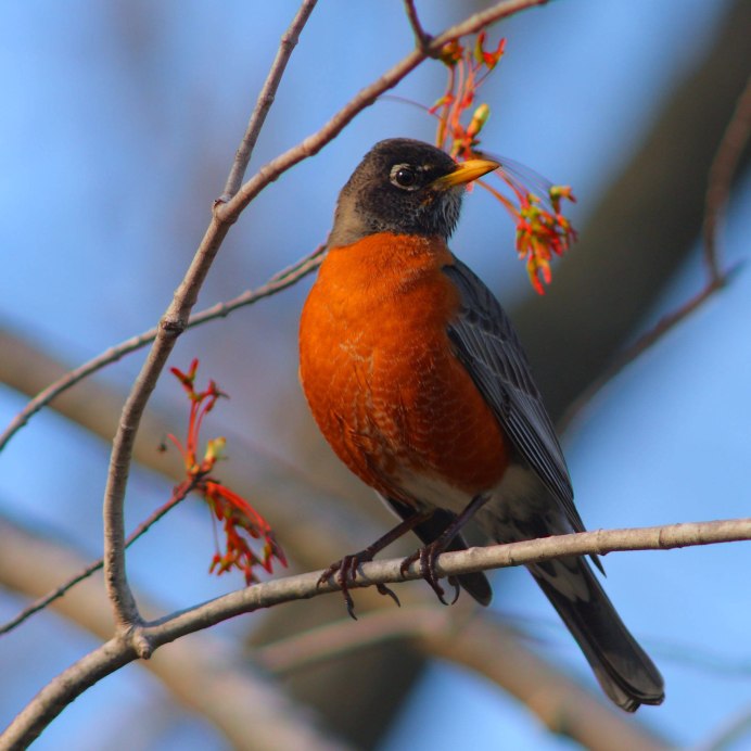 Красногрудка птица