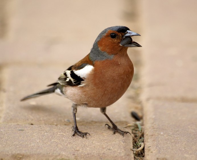 Малиновогрудая петроичка