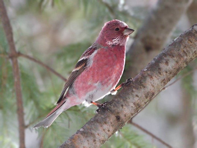 Сибирская чечевица птица