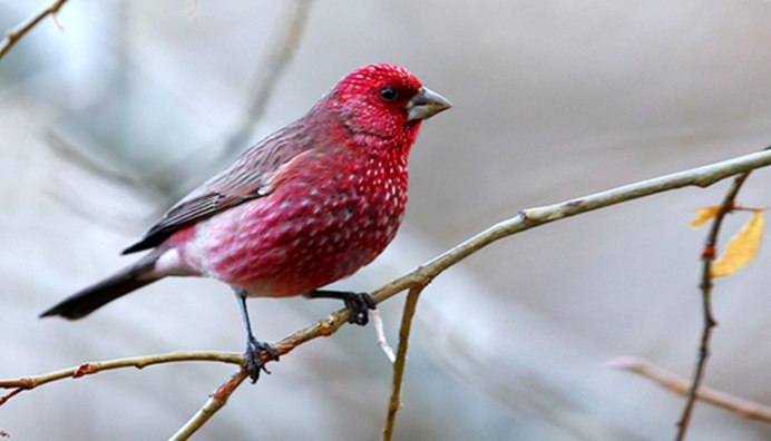 Rosefinch птица