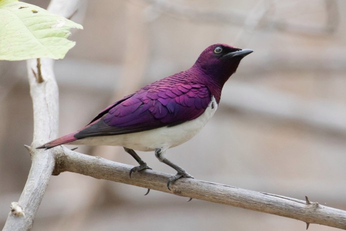 Красногрудый Соловей