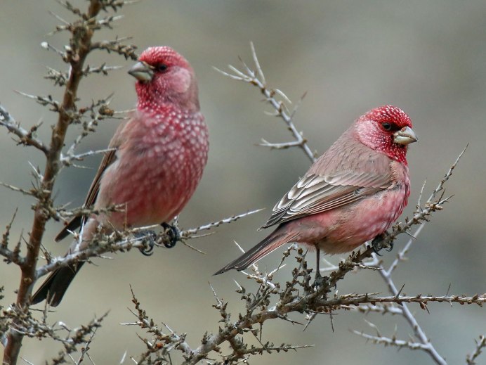 Аметистовый короткохвостый скворец