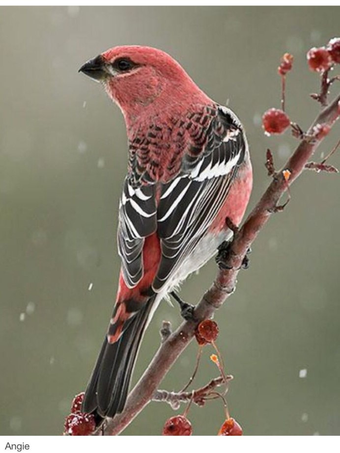 Певчие птицы Приморского края