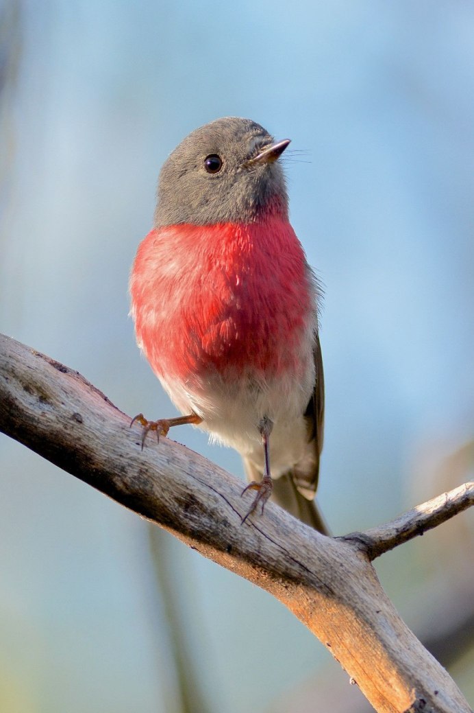 Малиновогрудая петроика птица