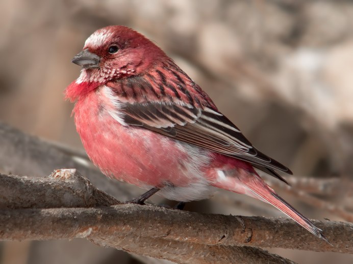 Pink-Browed Rosefinch