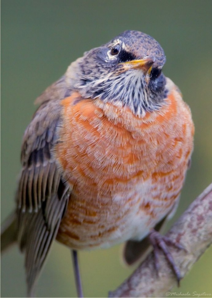 Серая птичка чечетка