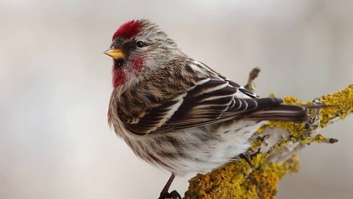 Птичка оранж с оранжевой грудкой