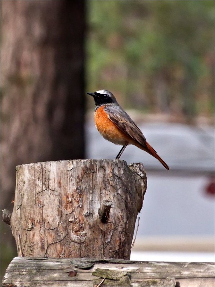 Желтобрюхий Дрозд