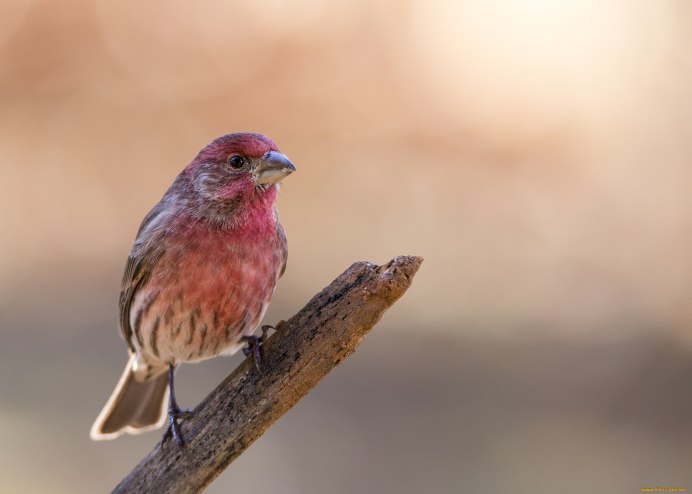 Розовая Зарянка
