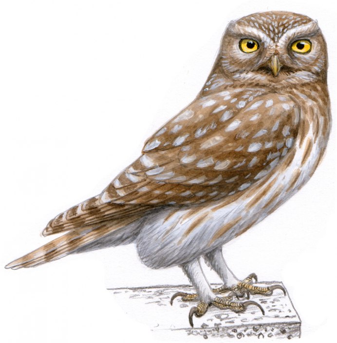 Ястребиная Сова на белом фоне