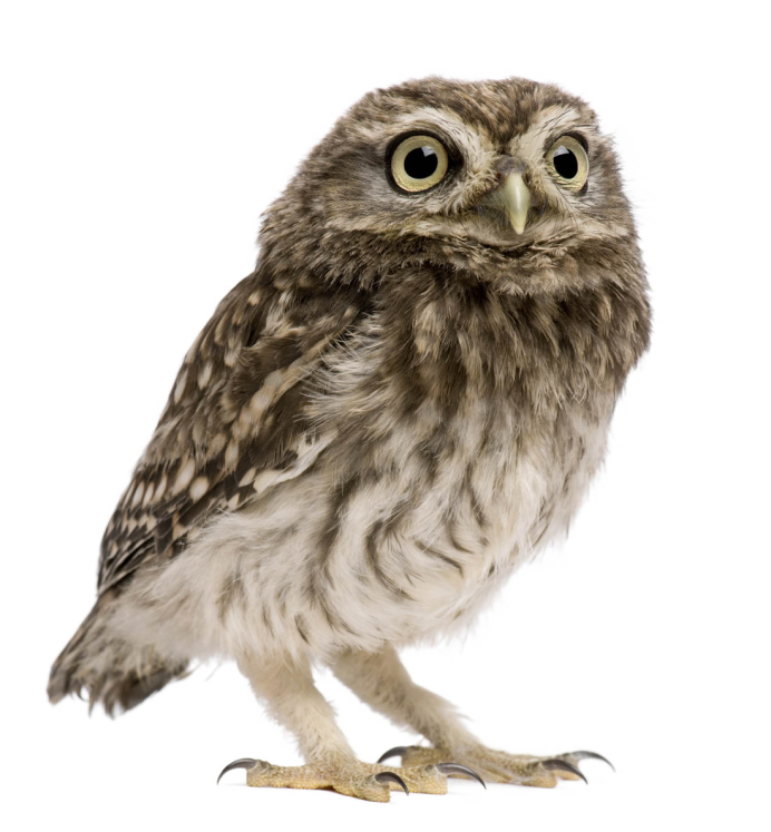 Филин Bubo Bubo на белом фоне