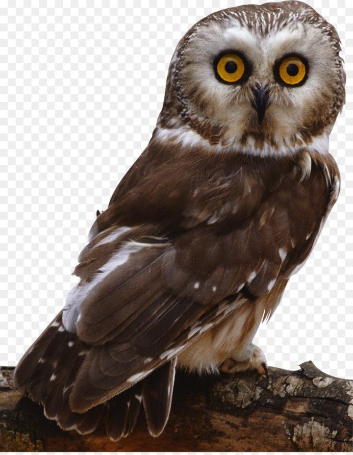 Домовой Сыч