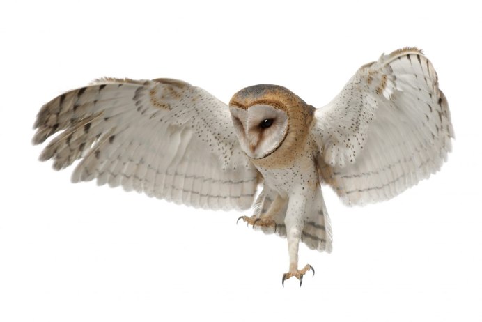 Сова в воротнике