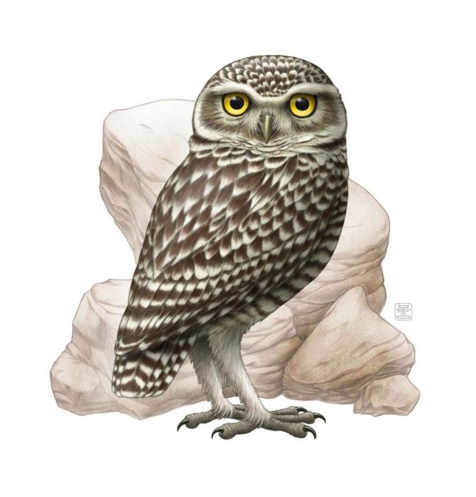 Серый Филин с коричневыми глазами