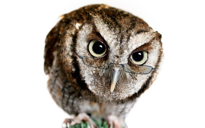 Сова настоящая