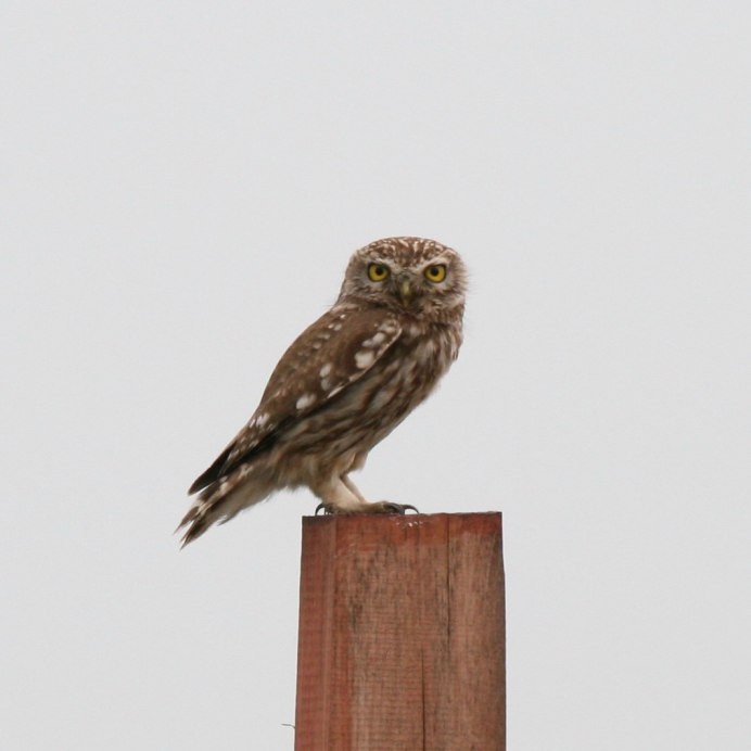 Птица Сыч Сыч Ростовская область