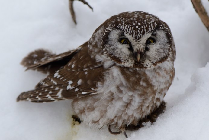 Мохноногий Сыч на прозрачном фоне
